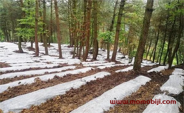 农村种植项目有哪些（特色农业种植项目介绍）